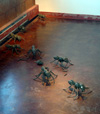 ants