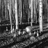 Hart Prairie Aspen