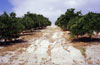 Orange Groves