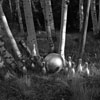 Silver Pins In Aspens